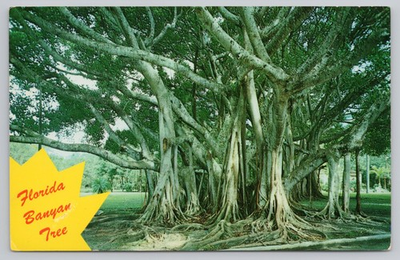 #ad Florida Banyan Tree Bradenton Beach Postcard $4.95