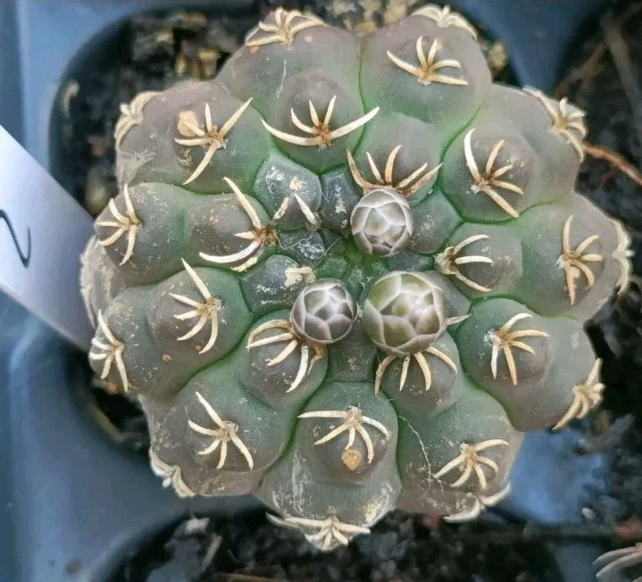 Gymocalyclum Prochazkianum nice Succulent plant
Opens in a new window or tab