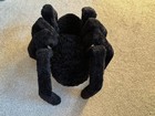 NEW Crate & Barrel Black Bury Spider Halloween Decoration 18.5”L x 15.5” x 9.5”H — photo 4