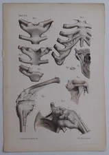 Anatomy Syndesmology Joints Color Engraving 1844