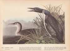 Audubon 1942 Vintage Birds #306 "Common Loon" Full Color Art Plate Lithograph