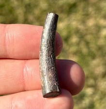 BIG Pterosaur Tooth from Niger 1.5” Fossil Flying Dinosaur Tooth Cretaceous Rare