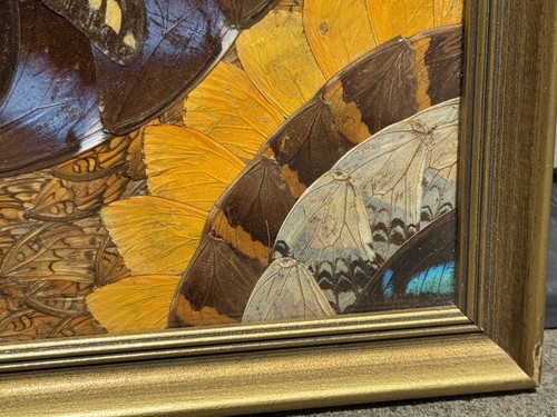 Vibrant Framed Butterfly Wing Art Morphoditis Mandala Design Iridescent 16”x12” - Picture 11 of 23