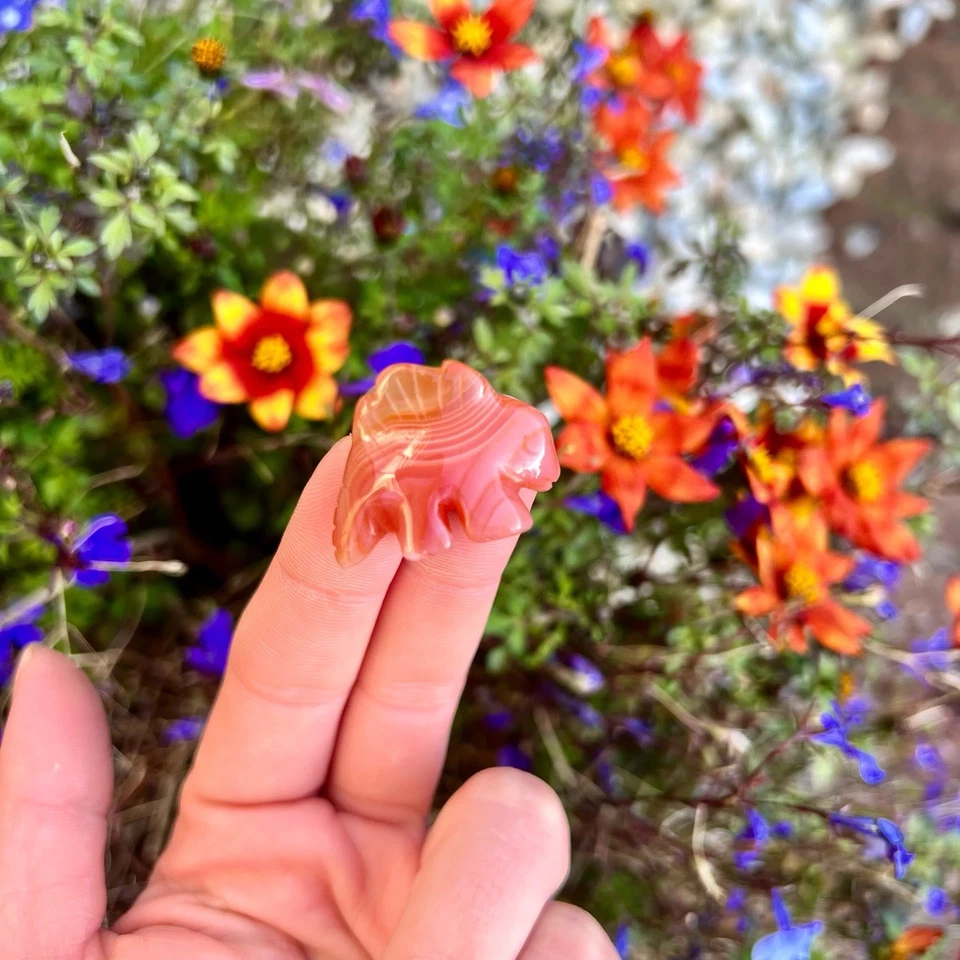 Natural Carnelian Seahorse & Stegosaurus Crystal Carvings Cute Small Gift Idea - Image 4 of 4
