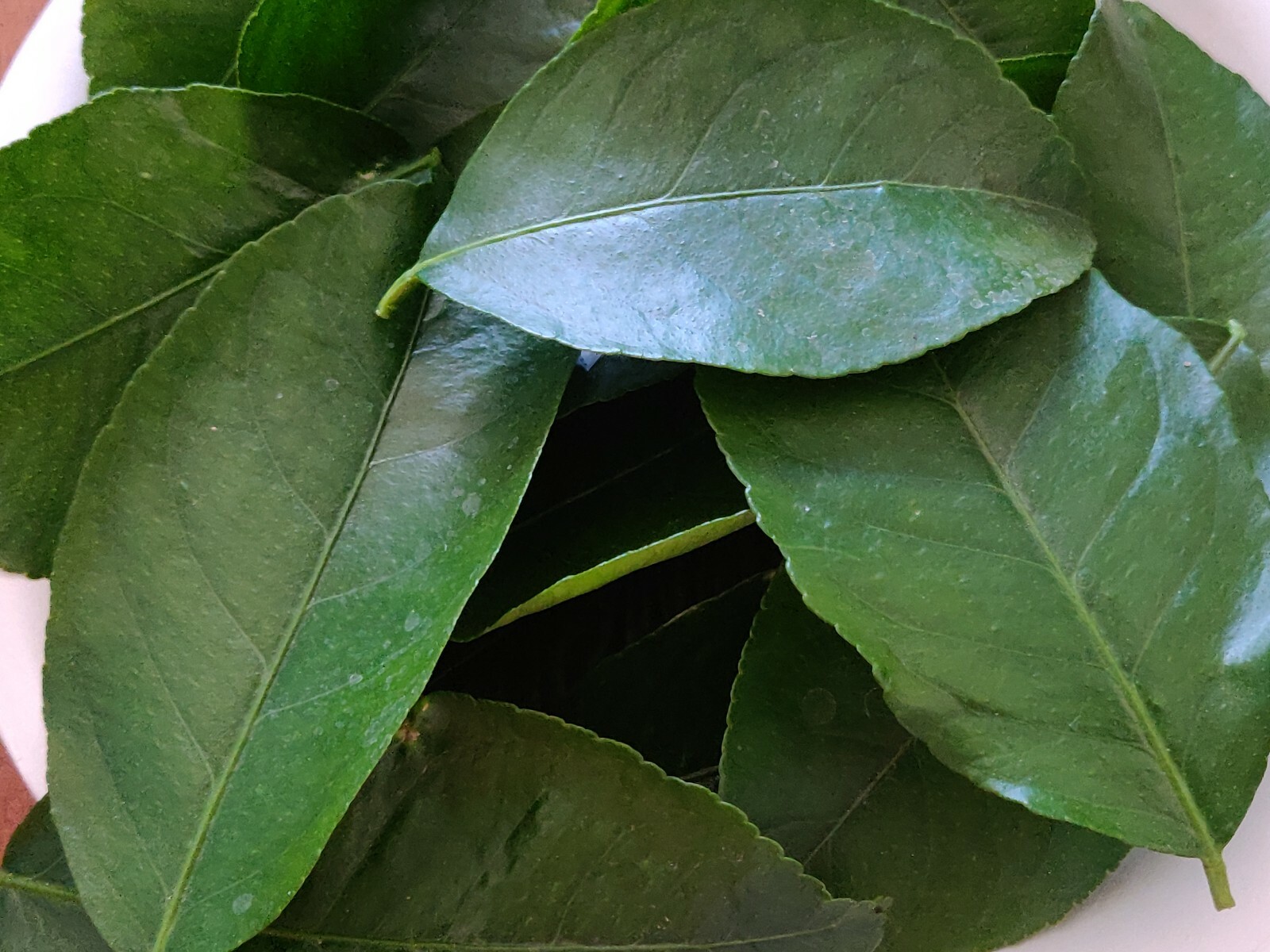 50 HOJAS DE NARANJA ORGÁNICAS FRESCAS-50 HOJAS FRESCAS DE NARANJA ORGÁNICAS
