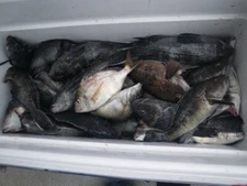 Hand Tied Black Sea Bass Fishing Rigs VMC Hooks Ling Porgy Cod