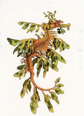 Leafy Seadragon (Phycodurus eques), Teagan White, Oceanarium --New POSTCARD