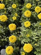 5 YELLOW French Marigold Garden Pest Deterrent Large Heads LIVE PLANTS NOT Seeds