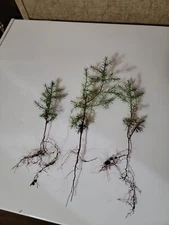 (4) Eastern Red Cedar  Juniper seedling live trees 4-8 + inches