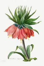 Botanical Plant Print - Crown Imperial Fritillary Art Print