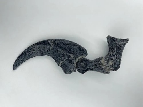 Dinosaurs. Fossils. Cast of a claw with phalanges of a Utahraptor leg. Handmade
