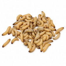Live Wax Worms Reptile Feeder Insects Fishing Bait NutriCricket