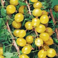 Gooseberry 'Hinnonmaki Yellow' ready to fruit - Large Ribes 3ltr pot