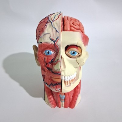 4D Vision Human Head Anatomy Model Skull Fame Master Medical Teaching Brain