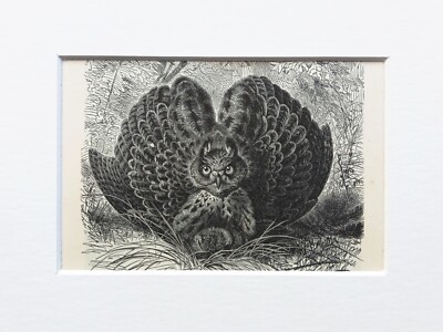 ADLER EULE Vogel Druck um 1893 montiert antiker s/w Holzstich (165)