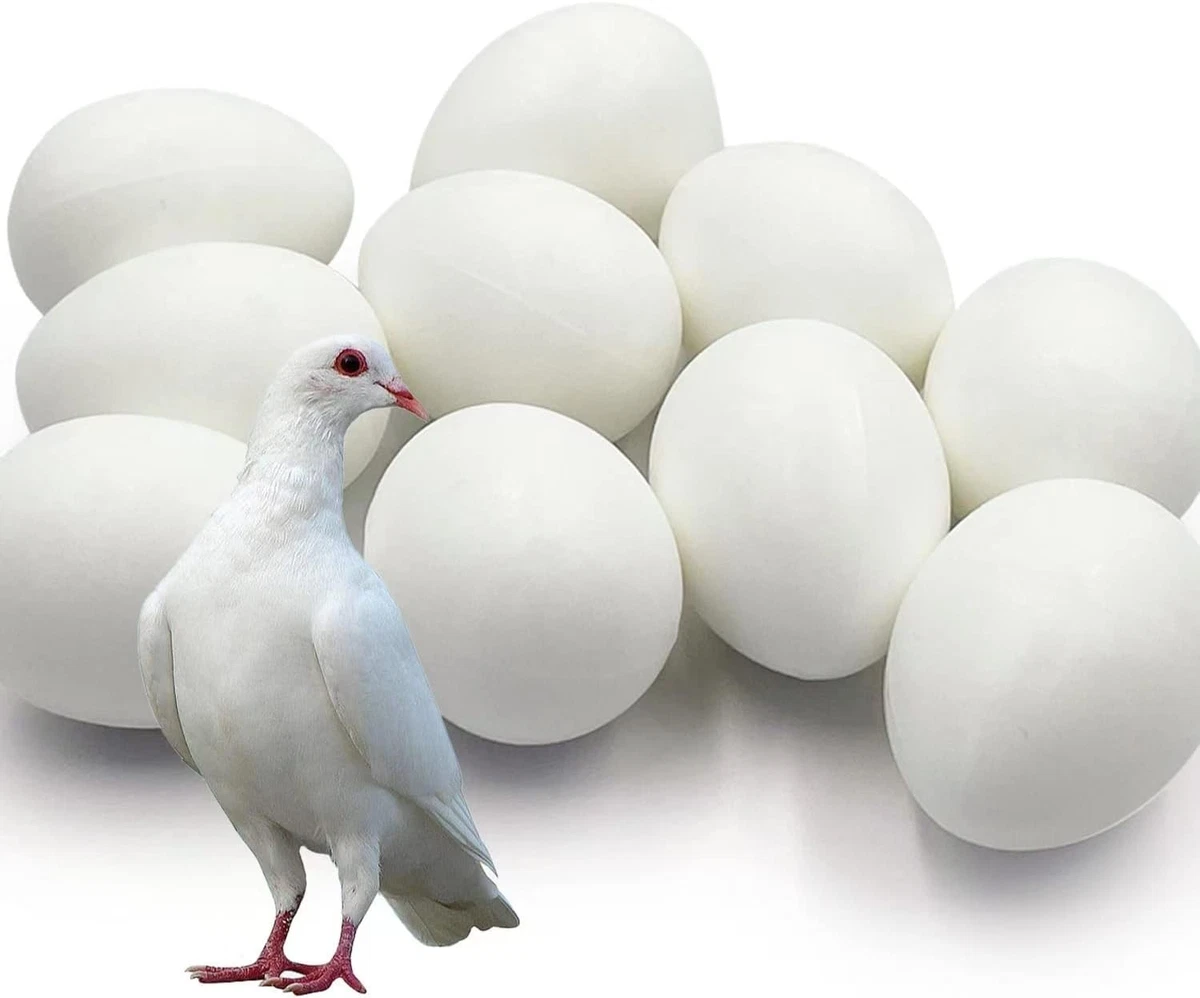 pigeon eggs products for sale | eBay