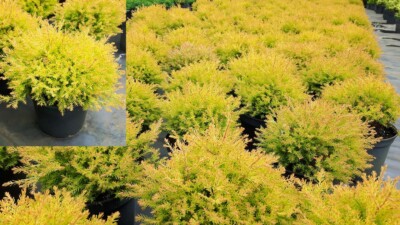 Thuja occ. Rheingold Gold Lebensbaum gelbe Kugel 2 L immergrn Zypresse |  eBay.de
