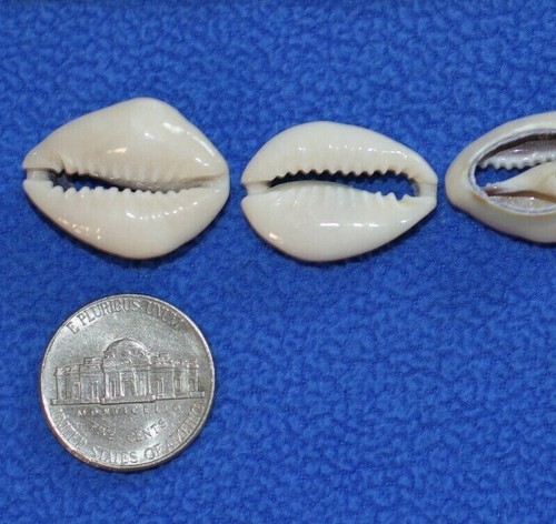 50-RING TOPS, Tiny Center Cut Sliced Seashells,seashell flower supply CS-21 - Picture 3 of 12