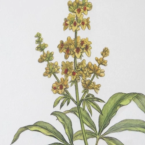 Uttermost 41461 Wildflower Study 22 X 19 inch Framed Prints, Set of 4 - Picture 6 of 7