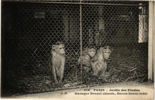 CPA PARIS (5e) Jardin des Plantes. Macaque Bonnet chinois (601794)
