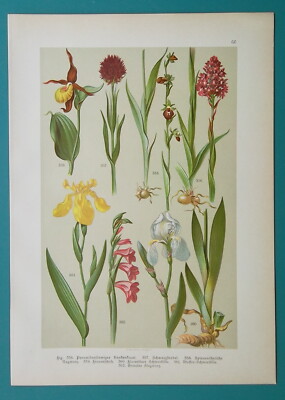 FIELD FLOWERS 1896 Color Litho - Orchids Lady's Slipper Iris Gladiolus Lily