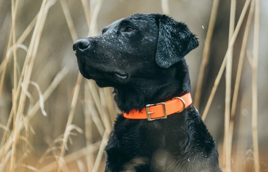 Filson dog clearance leash