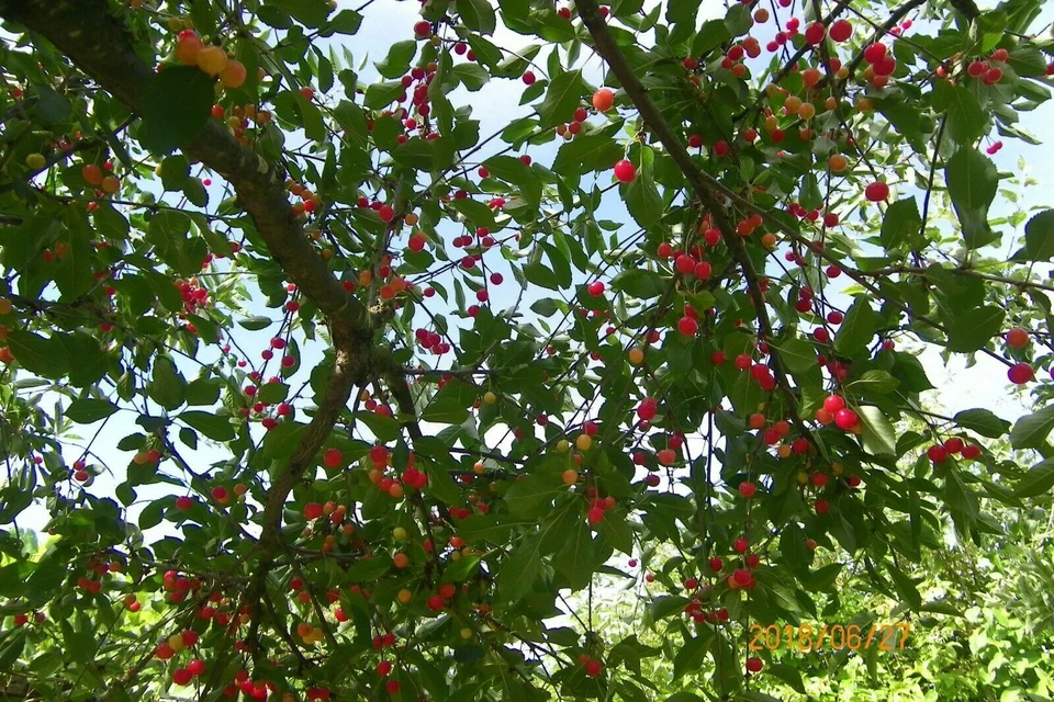 British Columbia Early Richmond Cherry Tree Seeds - High Yielding Juicy Cherries - Image 4 of 4