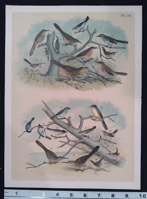 1878 Rare, Antique Bird Print - Studer Print CIII - Various Birds