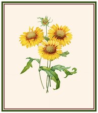 Botanical Redoute's Blanket Sunflowers Counted Cross Stitch Pattern