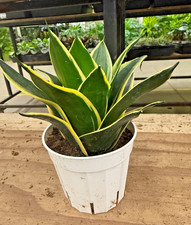 4" Golden Snake Plant Live   Sansevieria Laurentii   Easy Care Indoor Houseplant