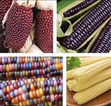 4 Packets -Blue Corn-Glass Gem Corn-Japanese Baby Corn-Strawberry Corn Seeds