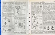 The Bee: Nests, Beekeeping, Colony, Drones, Queen - A 1950s History Article