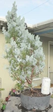 Moonglow Majestic Juniper Pre Bonsai Raft Dwarf Kifu Fat Trunk Juniperus