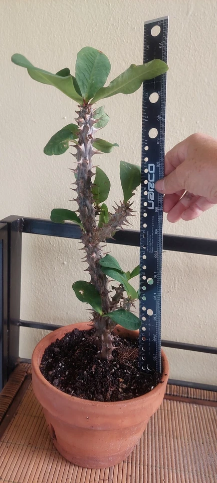 Crown Of Thorns Milii Corona de Christo Thai Hybrid 12" planta enraizada Foto 2 de 4