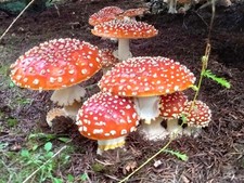 Red AM Fly Mushroom POWDER Dry 28grs DIY Deco...