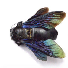 REAL Bamboo bee (2-3cm) Xylocopa dissimilis Science Education Specimen