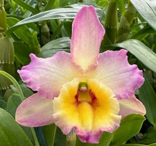 Fragrant - Dendrobium Asian Beauty  Eden   Blooming Size, 4.5  pot 