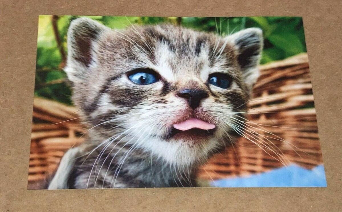 ANGRY CAT GLOSSY POSTER PICTURE PHOTO kitten kitties cute funny