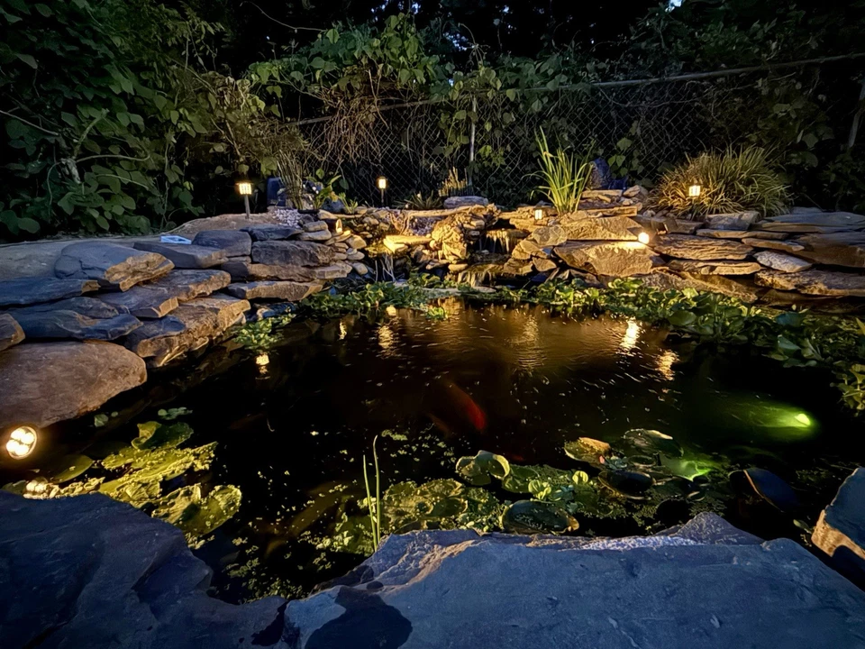 Plantas de estanque que tengo jacinto agua lechuga pickerel pato lirios y más Foto 2 de 4