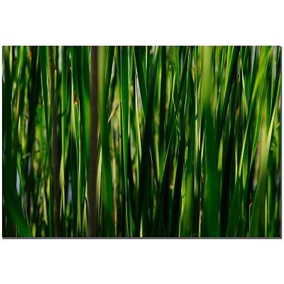 Kurt Shaffer Prairy Grass II Canvas Art, 22 by 32-Inch