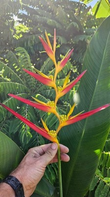 2 Heliconia Carmasita live rhizomes. Exotic tropical flowers, bright blooms!