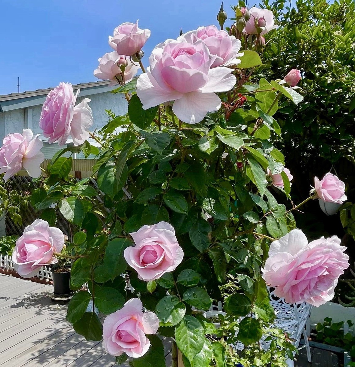 ROSE　クルユア s-l1200.jpg