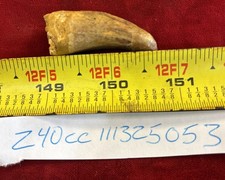 Rare Carcharodontosaurus Dinosaur Tooth T Rex Cousin 95 Mil Yrs Fossil 1 3/4”