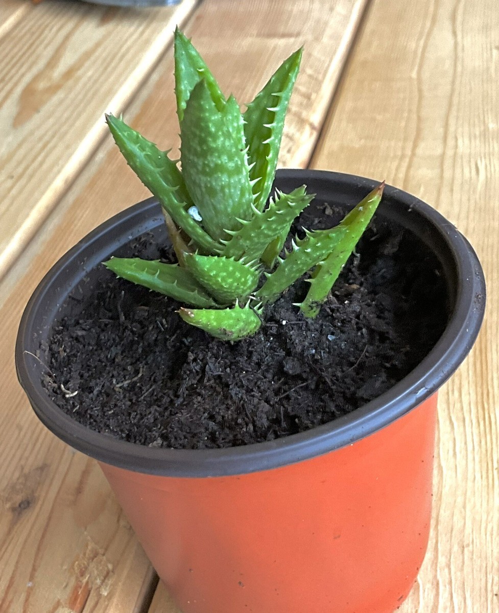 Aloe Juvenna Alligator Jaws 4" - 8" Live Rooted Plant Ornamental Succulent  | eBay