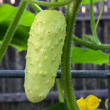 50 Salt and Pepper Cucumber SEEDS | Organic
