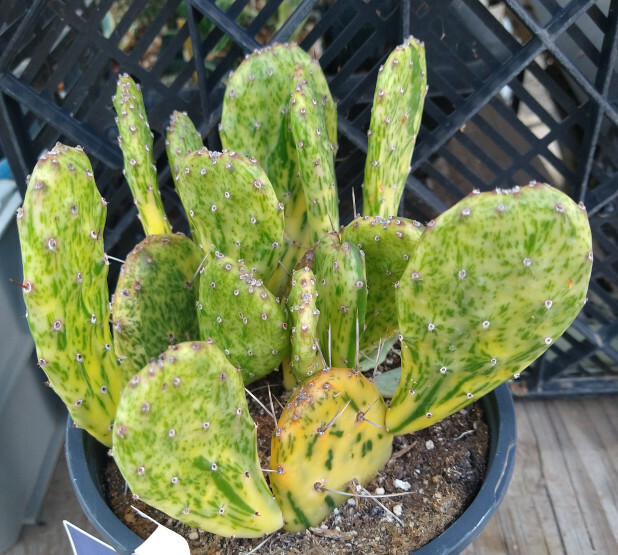 Nala ナラ　Cactus all in one Nala Cactus all-in-one