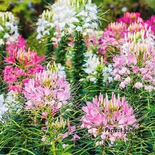 200 Seeds Cleome Spider Flowers Weeds Bee Plants Medicinal Exotic Garden Herbs