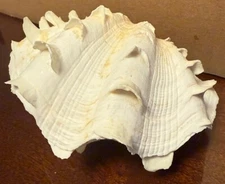 Beautiful  5” Natural Clam Shell Tridacna Squamosa Whole Two Matching Halves