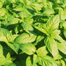 Genovese Basil. 1200 seeds.