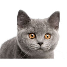 British Shorthair Kitten Orange Eyes Photo Art Picture Canvas Print
